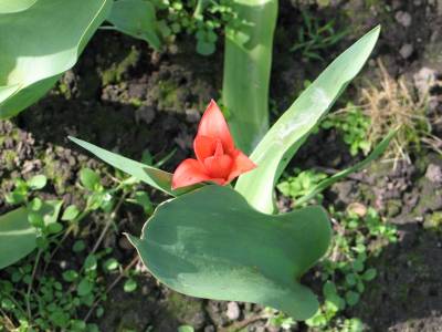 tulip 1